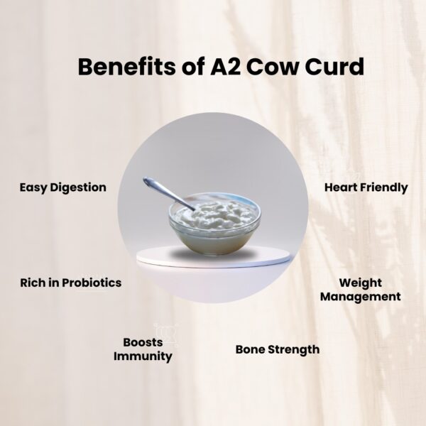 Curd - Image 3